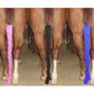 Lycra Tail Wrap for Horse Grooming