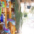 Huge 7 ft African Milk Tree  Euphorbia Trigona Tree