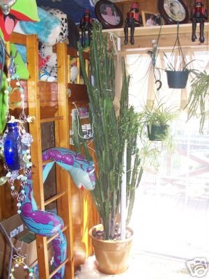Huge 7 ft African Milk Tree  Euphorbia Trigona Tree