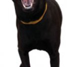 Electronic Barking Dog