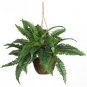 Boston Fern Silk Hanging Basket by Nearly Natural