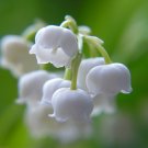 Chinese Flowers Perfume Oil
