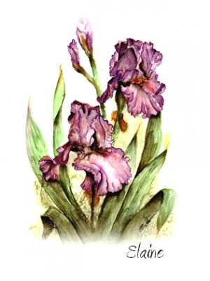 Elaine's Iris Note Card
