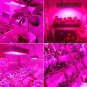 2000W Dual Chips 380-730nm Full Light Spectrum LED Plant Growth Lamp White