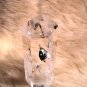 QUARTZ CRYSTAL POINT MEDIUM RECORDER - VERY RARE IN MINT CONDITION