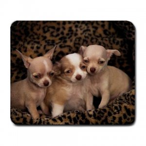 Chihuahua Puppies Large Mousepad  FREE SHIPPING