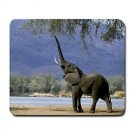 Elephant Feeding Large Mousepad FREE SHIPPING