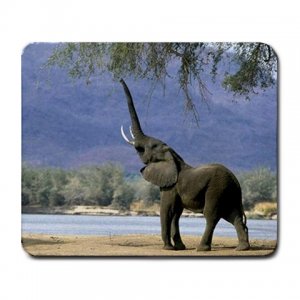 Elephant Feeding Large Mousepad FREE SHIPPING