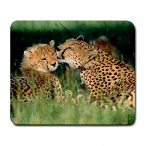 Grooming Cheetahs Large Mousepad FREE SHIPPING