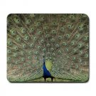 Peacock Bird Large Mousepad FREE SHIPPING