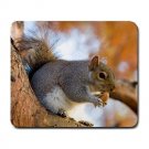 Grey Squirrel Large Mousepad FREE SHIPPING