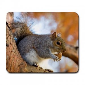 Grey Squirrel Large Mousepad FREE SHIPPING