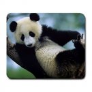 Giant Panda Cub Large Mousepad FREE SHIPPING