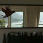 Laptop Parrot Design Vinyl Sticker Decal