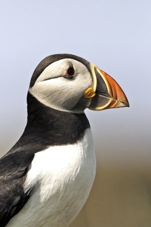 Puffin
