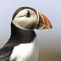 Puffin