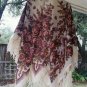 Russian shawl 100% rare dense wool 58' X 58'