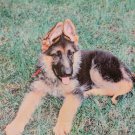 German Shepherd puppy framed canvas picture