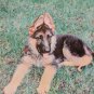 German Shepherd puppy framed canvas picture