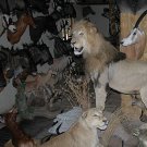 13+ Books Taxidermy How to Hunting and Mounting Animals on DVD-ROM