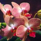 27 Books Orchid Growing Cultivating Seeds Grow Orchids