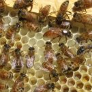 33+ Books Beekeeping Apiary Bees Honey Bee Keeping