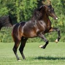 54 Books Horse Breaking Training Shoeing Breeding