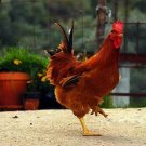 63+ Books Poultry Fowl Chickens Hens Roosters Birds