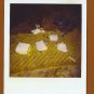 VINTAGE PHOTO POODLE DOG RED RIBBON BOW & FRIEND BC