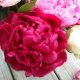 Red Peonies Flowers