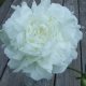 White Peonies Flowers