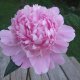 Pink Peonies Flowers