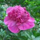 Bright Pink Peonies Flowers
