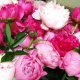Mixed Red, White, Pink Peonies Flowers