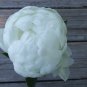 Peonies Flowers - 80 Stems White,  Arrival April 28 through May 2011 Arrival