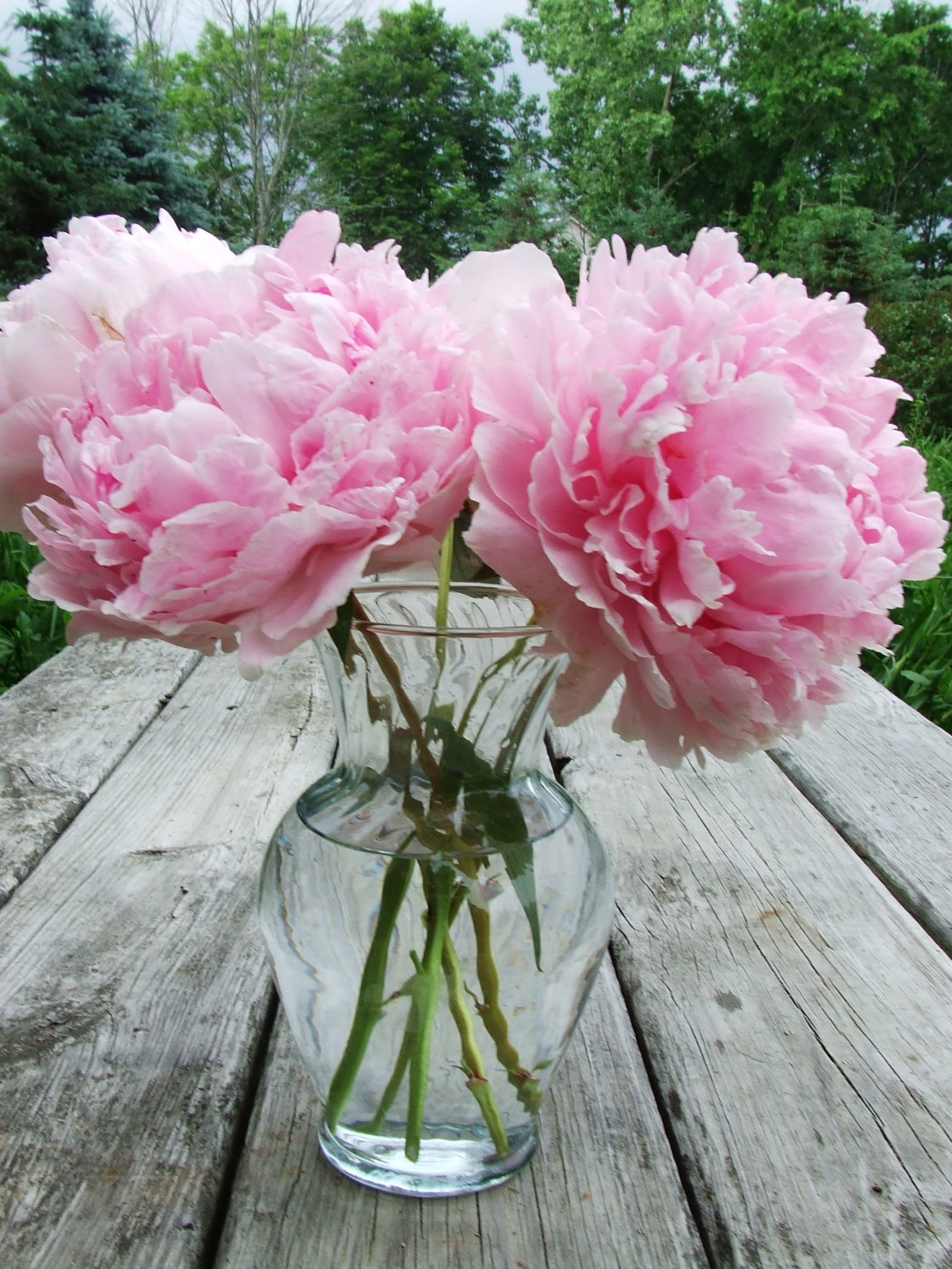 Peonies Flowers 80 Stems Pink Arrival April 28 Through May 2011 Arrival