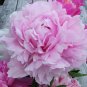 Peonies Flowers 30 Stems Pink ,   Arrival April 28 through May 2011 Arrival