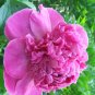 Peonies Flowers - 30 Stems Bright Pink ,   Arrival April 28 through May 2011 Arrival