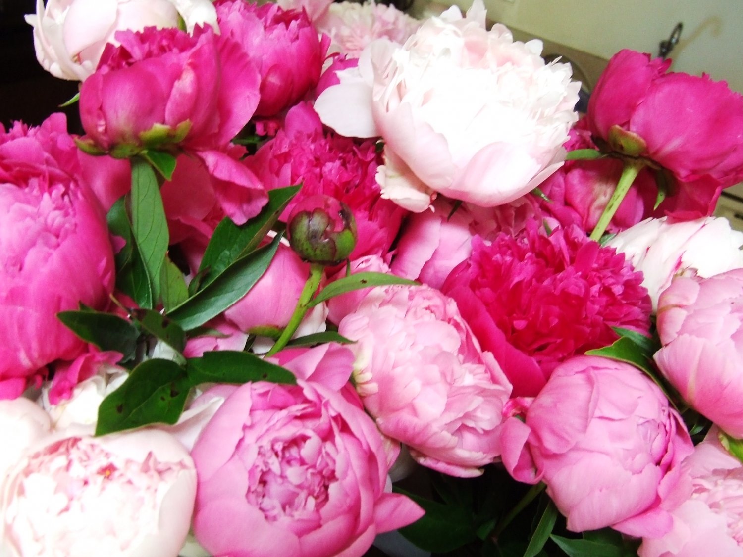 Peonies Flowers - 80 Stems Mixed Red, White, and Pink, Arrival April 28 ...