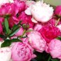 Peonies Flowers - 30 Stems Mixed Red, White, and Pink,   Arrival April 28 through May 2011 Arrival