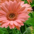 Gerber Daisy