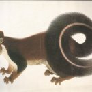 Malabar Squirrel postcard (#44)