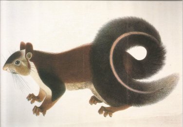 Malabar Squirrel postcard (#44)