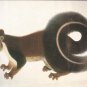Malabar Squirrel postcard (#44)