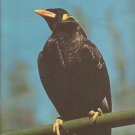 Hello Dolly- Mina Brid greets you at Sunken Gardens in Florida-  postcard (#86)