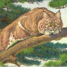Bobcat  postcard (#88)