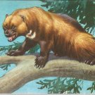 Wolverine  postcard (#91)