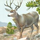 Mule Deer postcard (#94)