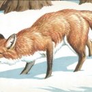 Red Fox  postcard (#95)