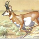 Pronghorn  postcard (#96)